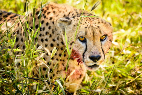 Cheetah na zijn lunch