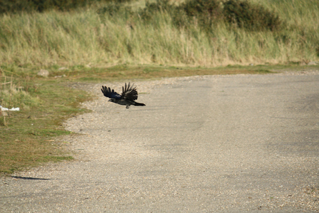 vogelvlucht2