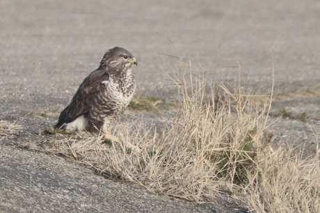 Buizerd