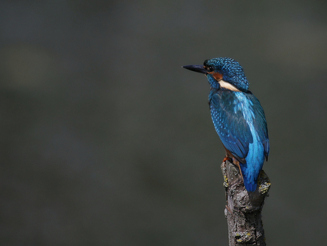 Vandaag is blauw