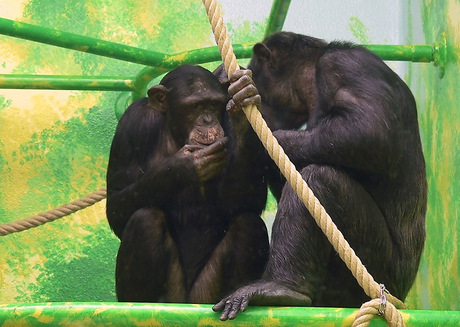 Chimps talk