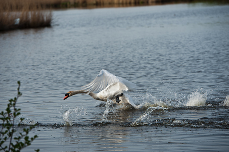 Zwaan in actie