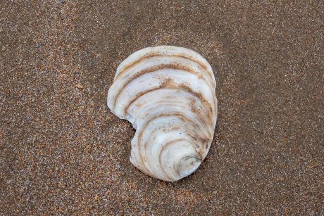Platte oester op het strand