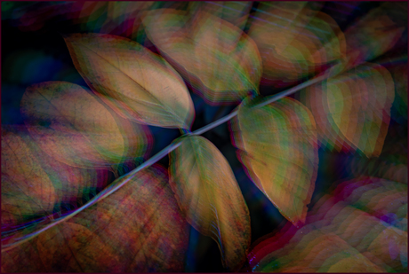 Structuur in de natuur