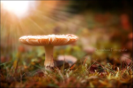 Sunny Mushroom