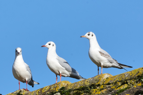 Het Kokmeeuw Trio op tournee