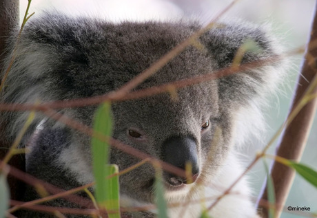 Koala