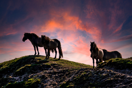 paarden Texelse duinen