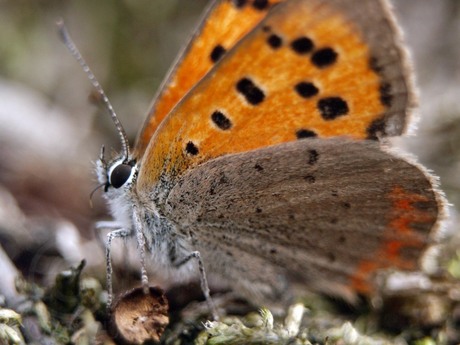 Kleine vuurvlinder