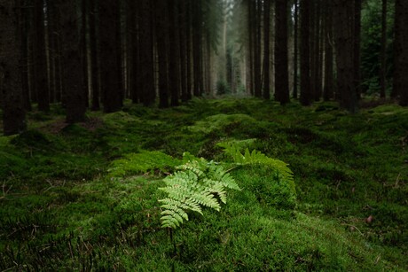 Light and darkness in the forest