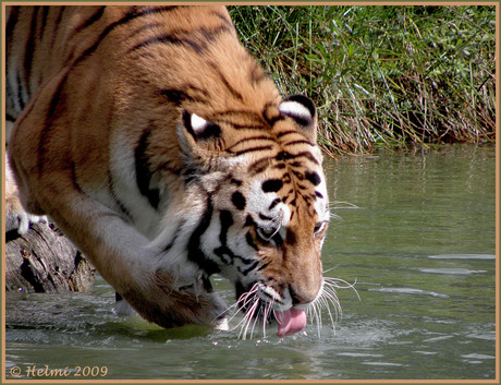 Dorst!!