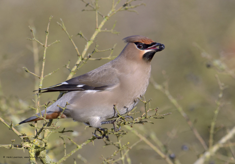 Pestvogel