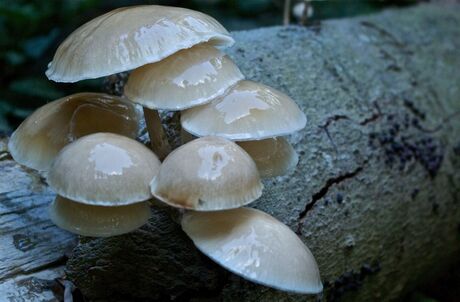 Paddos uit het bos