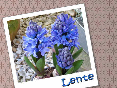 lente !!!!