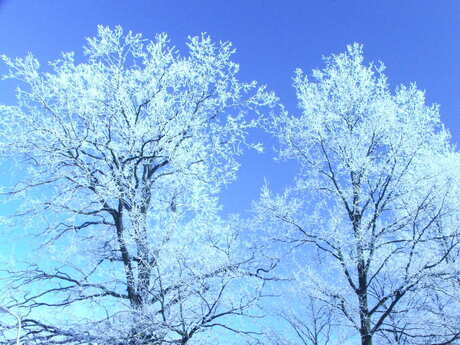 Witte bomen, blauwe lucht