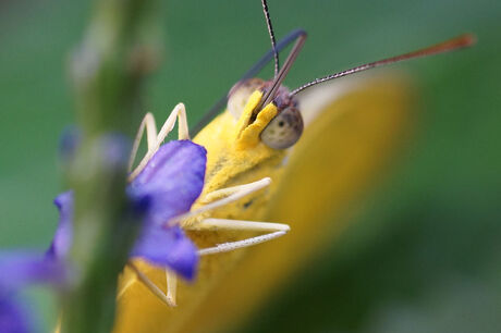 Close-up in vlindertuin