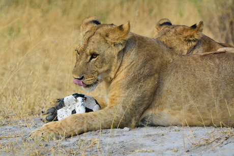 Botswana; Leeuw met voetbal