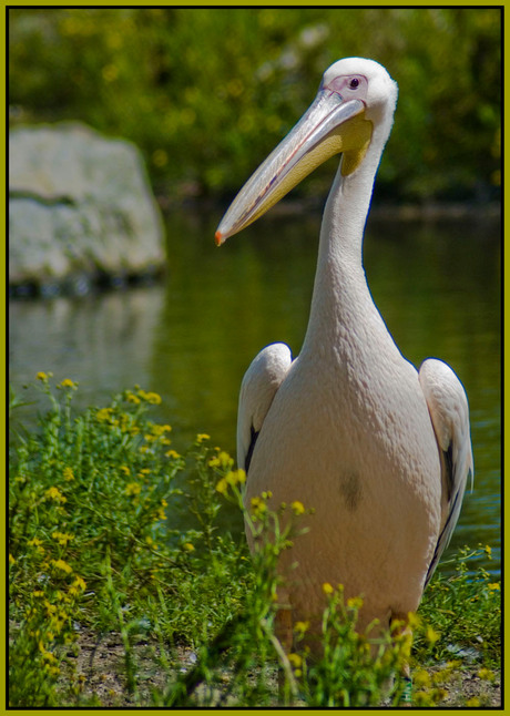 Vogeltje