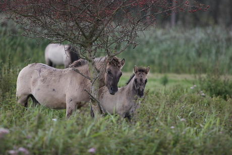 Wilde paarden in het Oostvaardersplassen