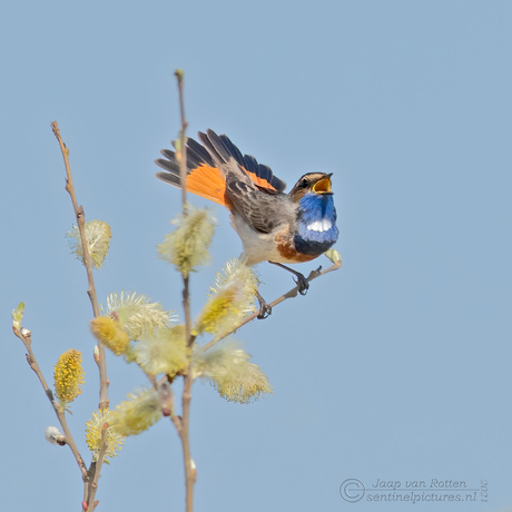 de lentevogel