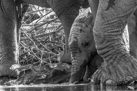 Kijk mij eens tussen alle poten