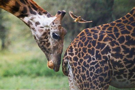 Giraffen en Geelsnavelossenpikker in Tanzania