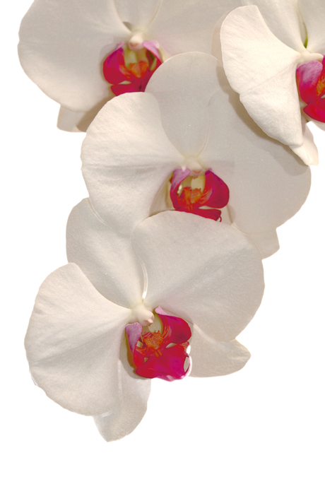 witte orchideën