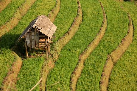 Rijstveld Vietnam