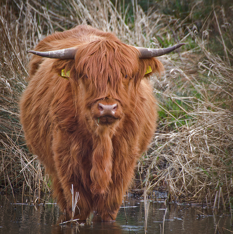 ***** Schotse Hooglander *****