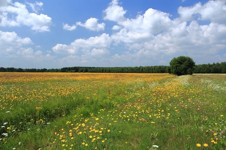 Beekdallandschap Oude Diep