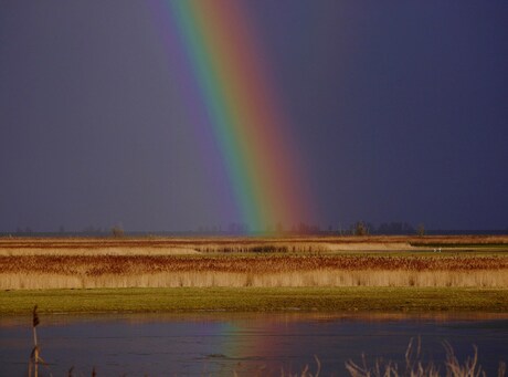 regenboog