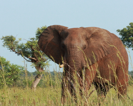 Olifant Krugerpark