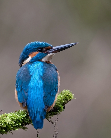 ijsvogel