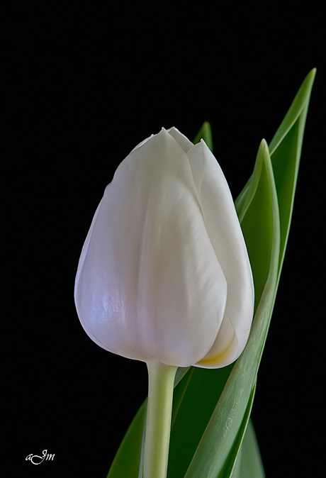 tulp