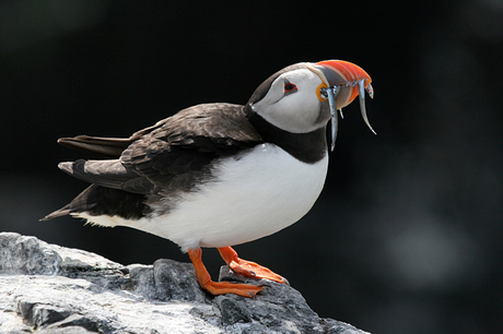 Puffin