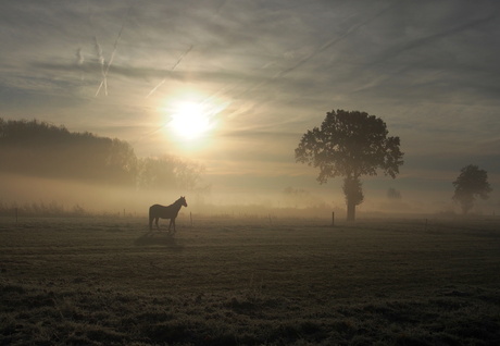 Paard in de mist