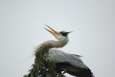 blauwe reiger