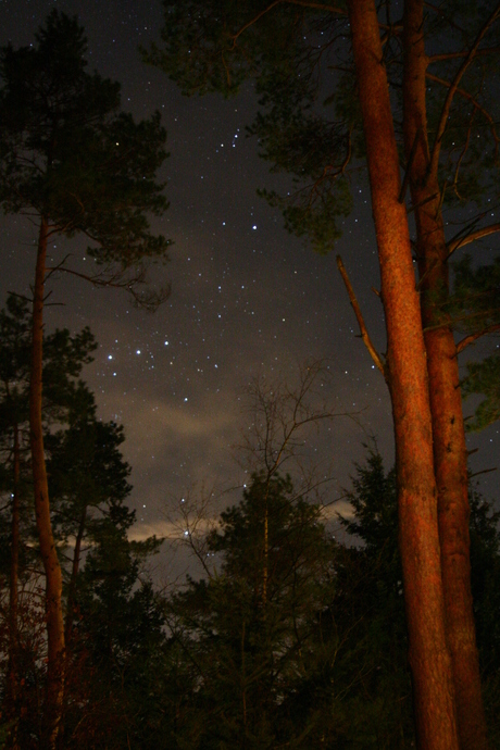 sterrenhemel in het bos