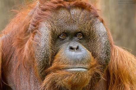 Borneo Orang oetan1