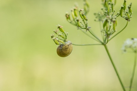 macro slak aan tak