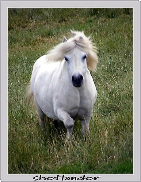 shetlander