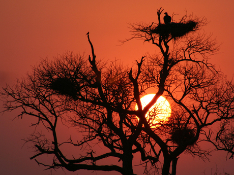 Zonsondergang in Krugerpark