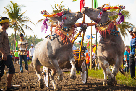Buffelrace in het westen van Bali