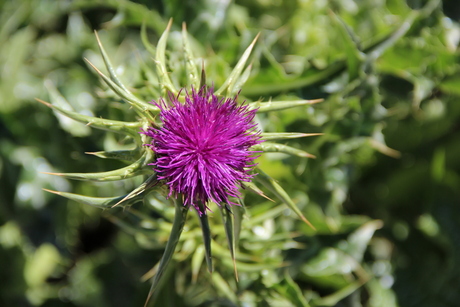 natuurschoon