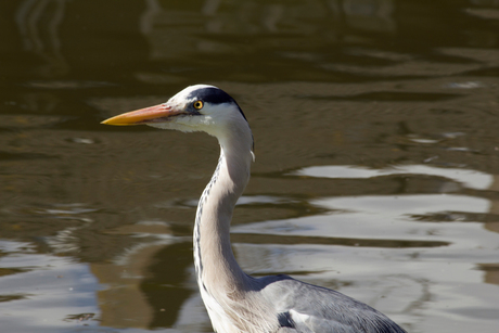 reiger