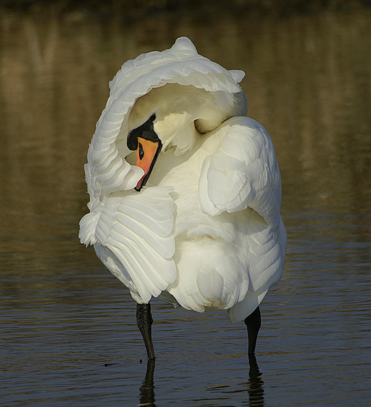 Olga Buzova sikilib ketmoqda