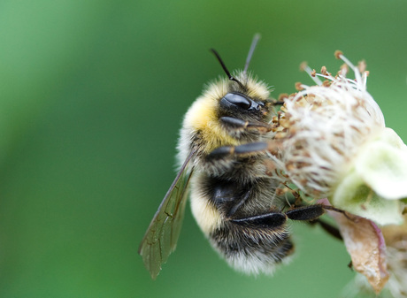 De akkerhommel (Bombus pascuorum )