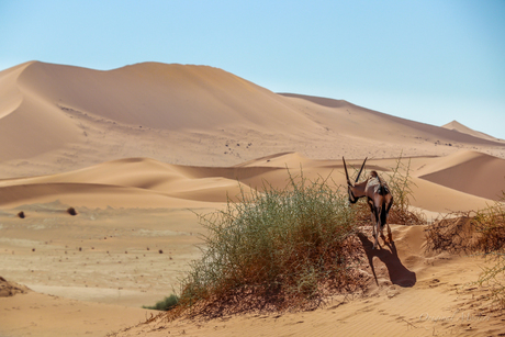 Spiesbok in Sossusvlei, Namibie