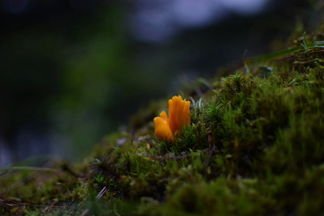 Tiny mushroom