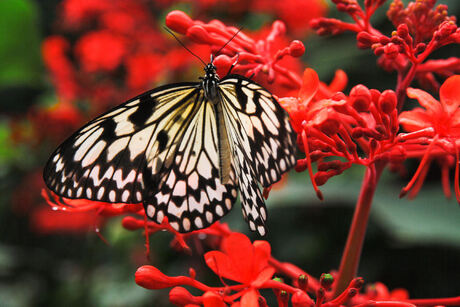 vlinder (Idea Leuconoe)
